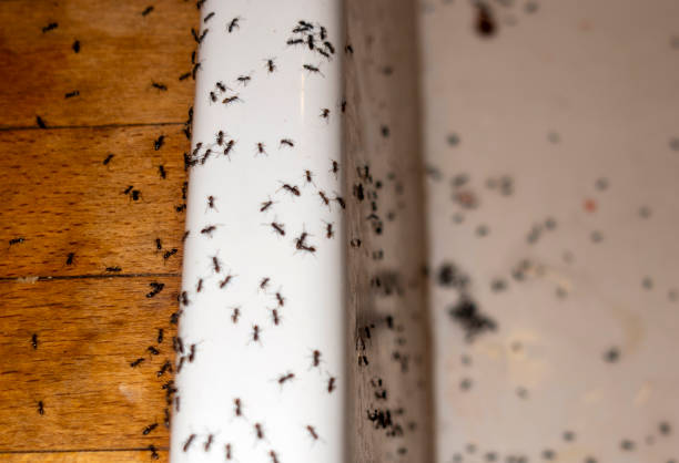 Best Spider Control Near Me  in Eden, TX