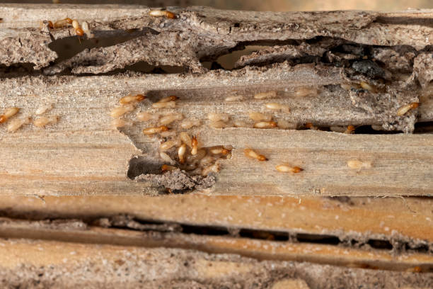 Best Insect Control  in Eden, TX